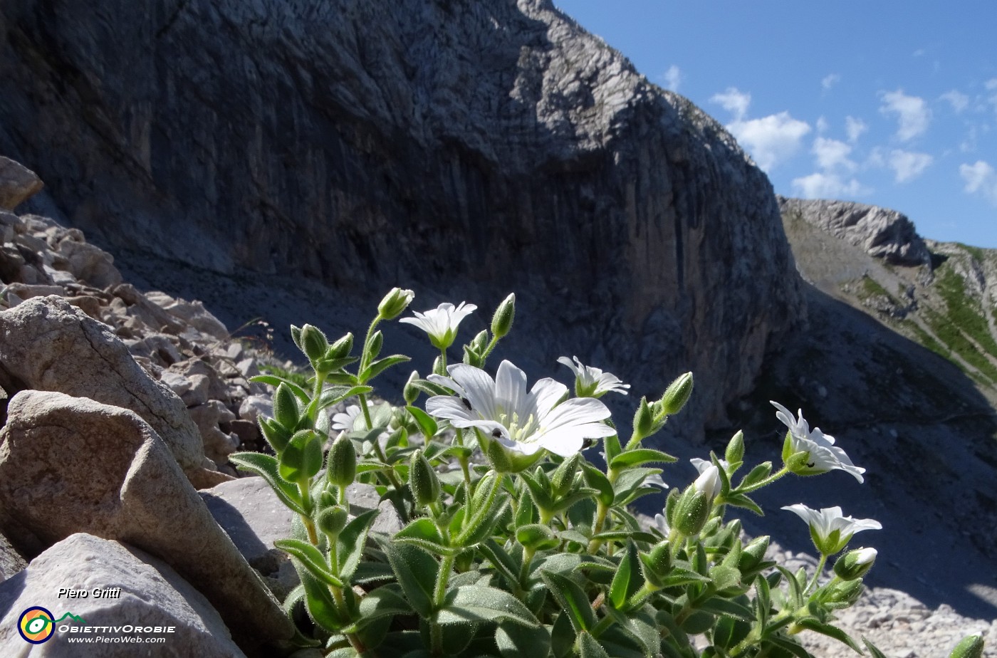 29 Cerastium latifolium (Peverina dei ghiaioni) nel Mandrone.JPG